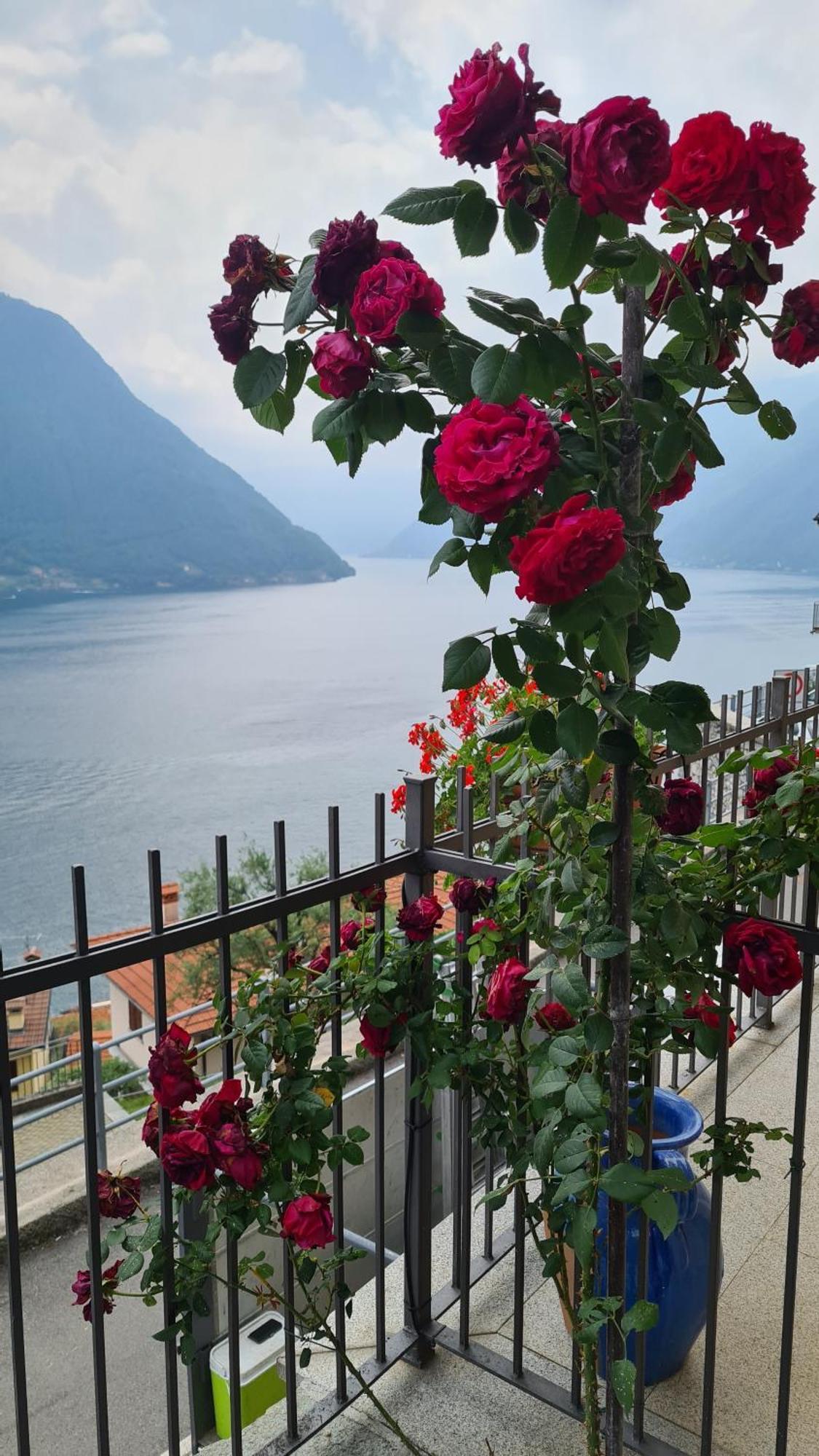 Colonno Panoramica Lago Di Como Extérieur photo